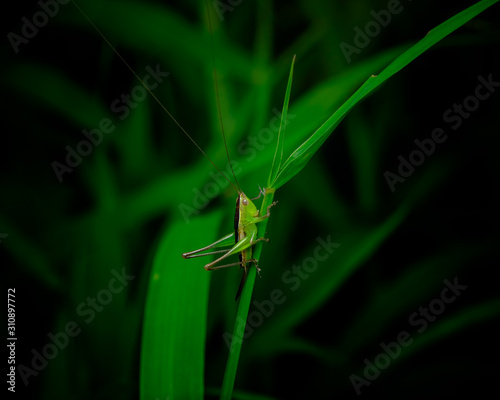 Green grasshopper standing on a green leaf isolated in black background.