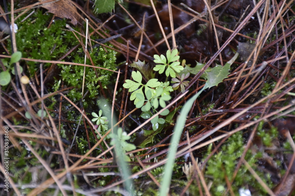 grass in the woods among grass and stones