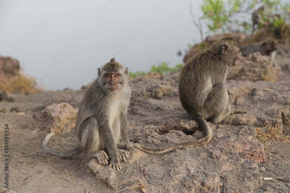 Bali monkeys Bali monkeys