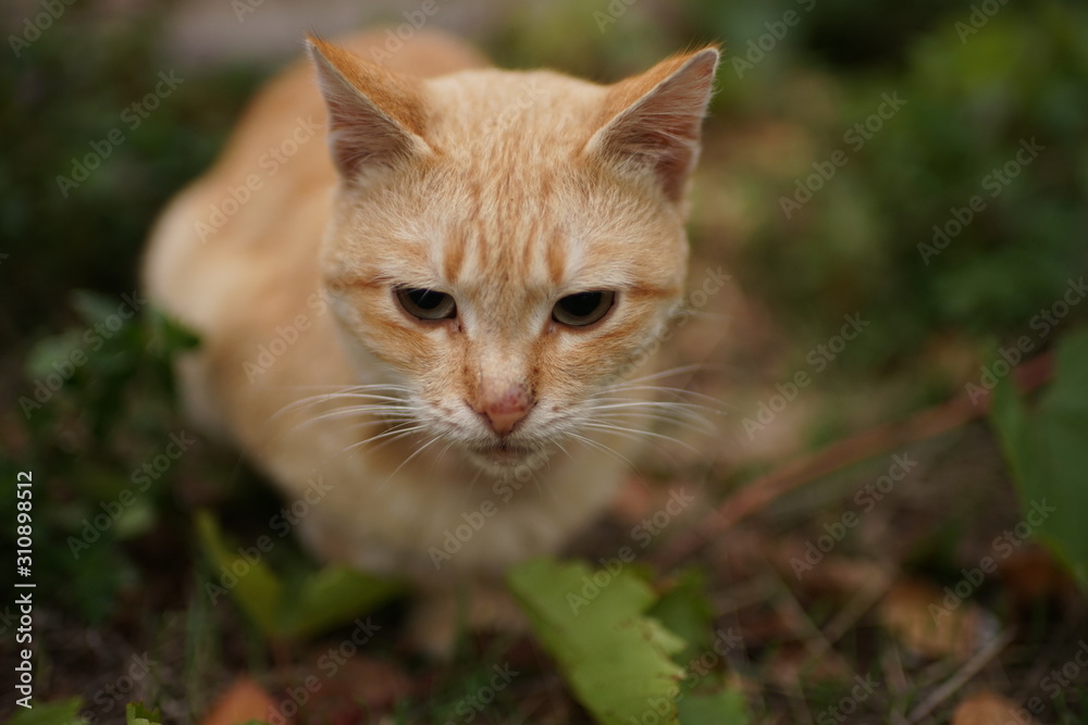 ginger cat rest in the garden, pet relax outdoor. ginger cat rest in the garden, pet relax outdoor.