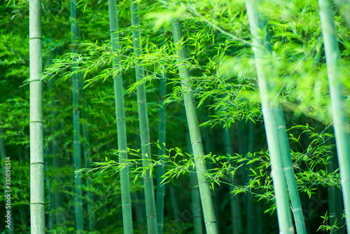 In spring  the lush bamboo forest in the sun.