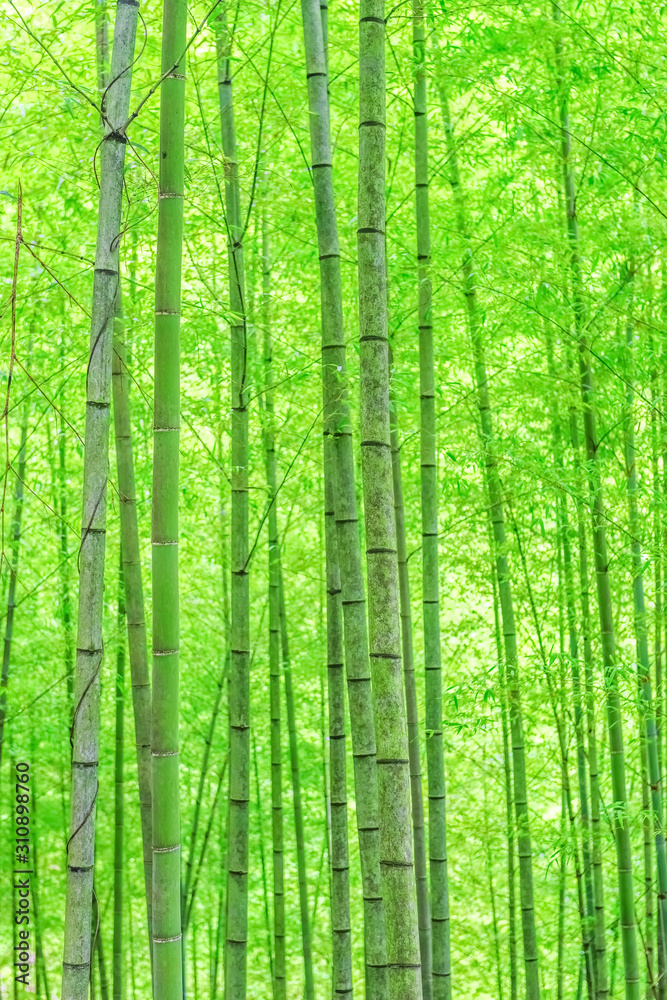 In spring, the lush bamboo forest in the sun. In spring, the lush bamboo forest in the sun.