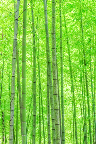 In spring, the lush bamboo forest in the sun.