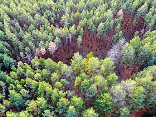 Top view pine forest taken by drone