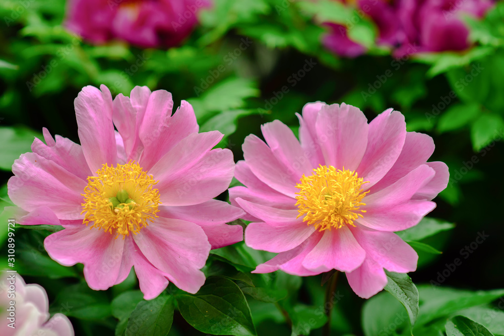 Obraz premium Beautiful pink chinese peony flower is blooming in the garden, can be used as a Decorative painting.