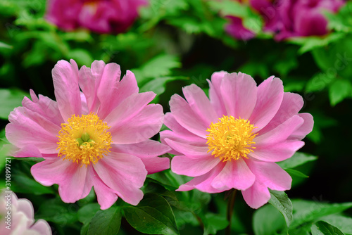 Beautiful pink chinese peony flower is blooming   in the garden  can be used as a Decorative painting.