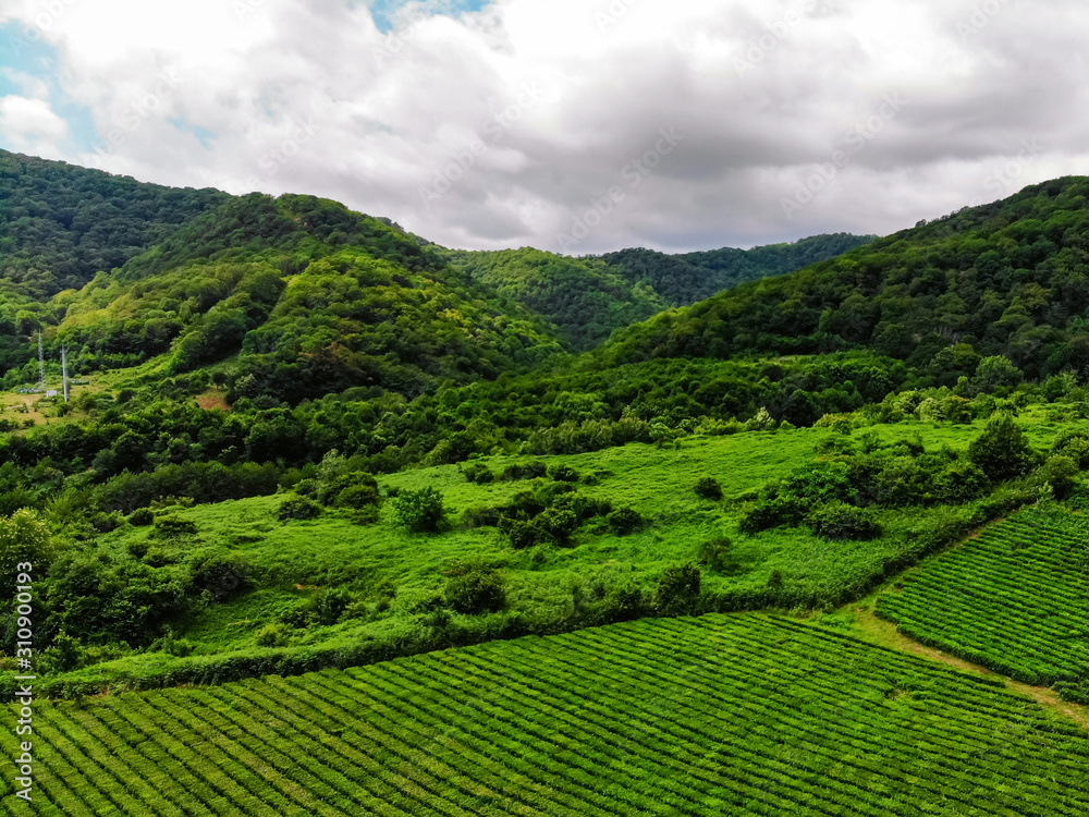 Top view of green tea plantation taken by drone camera
