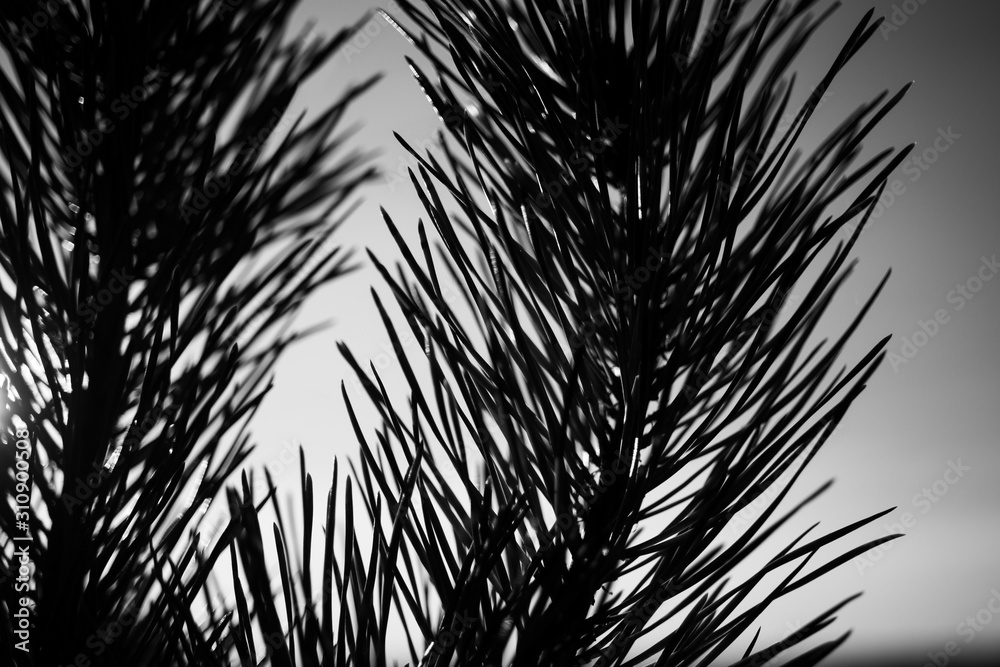 Obraz premium silhouette spiked pine tree