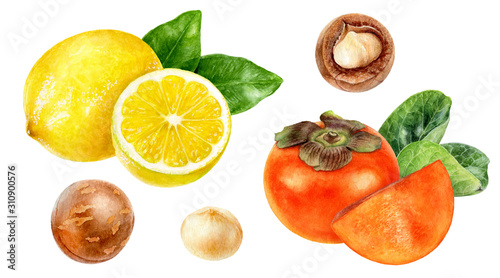 Persimmon lemon macadamia watercolor isolated on white background