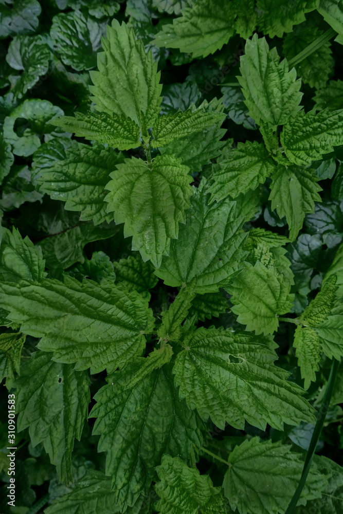Green leaves of plants make up the composition. Tinted in purple. The concept 2019года - Moody Floran. Sadness, mourning. Natural Botanical background of creative whimsical color. Green leaves of plants make up the composition. Tinted in purple. The concept 2019года - Moody Floran. Sadness, mourning. Natural Botanical background of creative whimsical color.