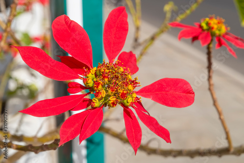 Beautiful red Poinsettia flower, Euphorbia pulcherrima, also known as Christmas star photo