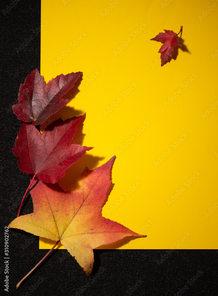Fototapeta premium autumn leaves on yellow background