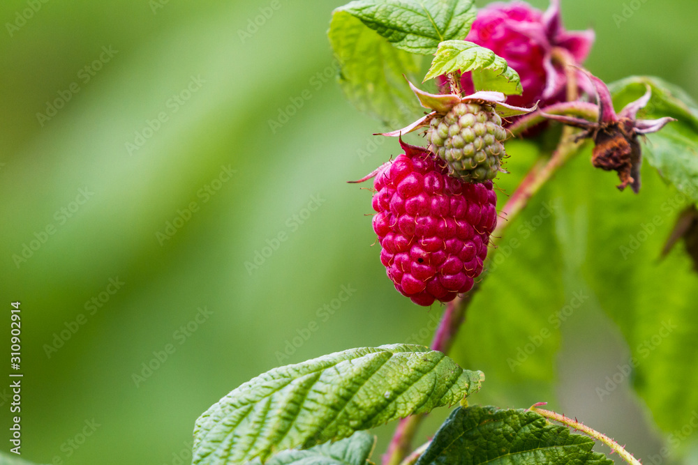 ripe raspberry on the vine ripe raspberry on the vine