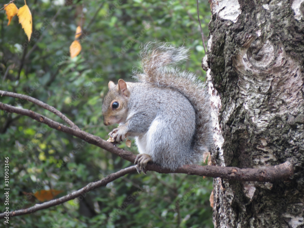 grey squirrel animal of class Mammalia (mammals) grey squirrel animal of class Mammalia (mammals)