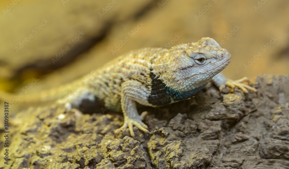 small iguana lizard on a rock small iguana lizard on a rock