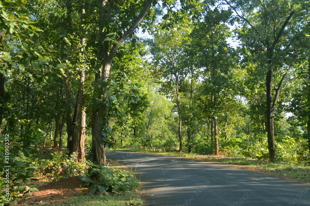 beautiful development of highway road in forest in birbhum beautiful development of highway road in forest in birbhum
