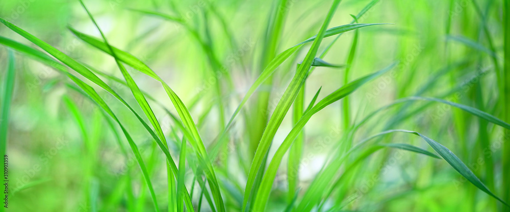 Abstract green grass nature background macro. Juicy green grass on meadow. Beautiful artistic image of purity freshness nature. template for design. copy space Abstract green grass nature background macro. Juicy green grass on meadow. Beautiful artistic image of purity freshness nature. template for design. copy space