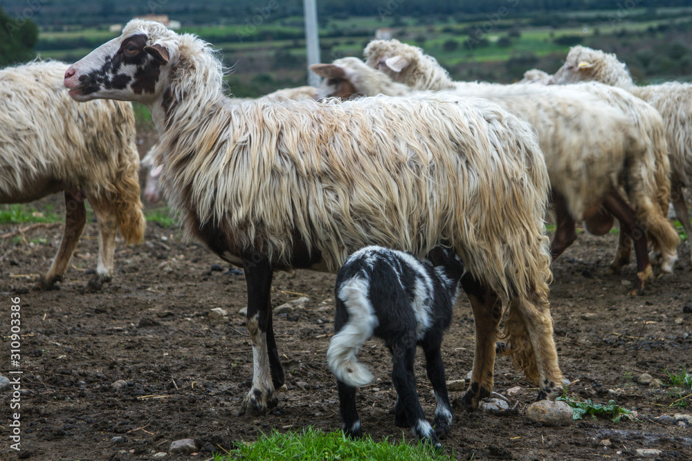 Obraz premium flock of white and black adult sheep with their lambs resting in the fields of the farm