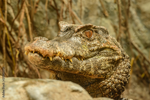crocodile portrait with head elevated