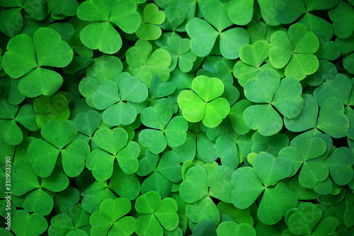 Stampa su tela Green clover leaf nature abstract background