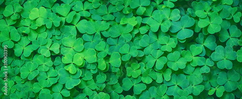 Green clover leaves natural background. shamrocks, symbol of St.Patrick's day. 17 march holiday concept. banner. flat lay. copy space