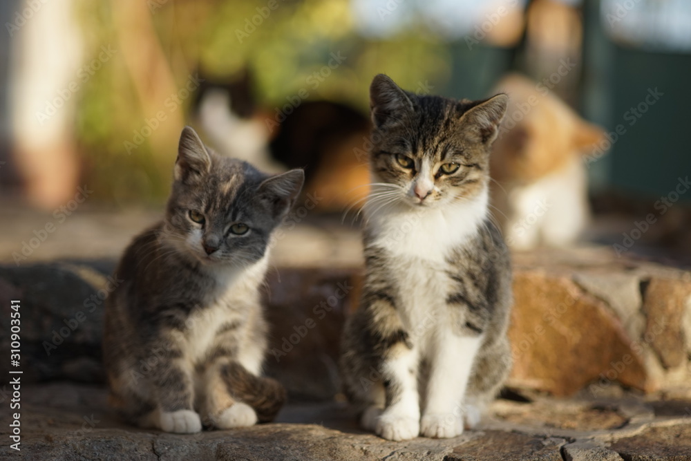 Two cute gray kittens sitting on the sunny stone steps outdoor. Two cute gray kittens sitting on the sunny stone steps outdoor.