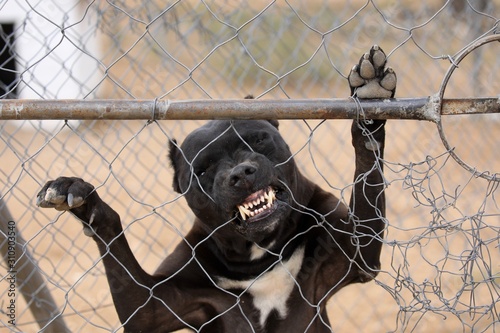Pitbull terrier biting the wire fence aggressively showing his teeth
