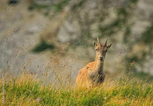 Steinbock or Alpine Capra Ibex at Colombiere pass, France