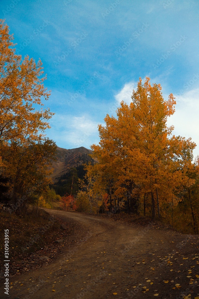 Obraz premium Autumn village trees landscape view. Autumn village scene. 