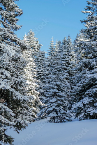 Fir trees in the Jura mountain by winter, Switzerland
