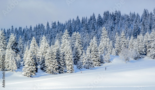 Fir trees forest in the Jura mountain by winter  Switzerland