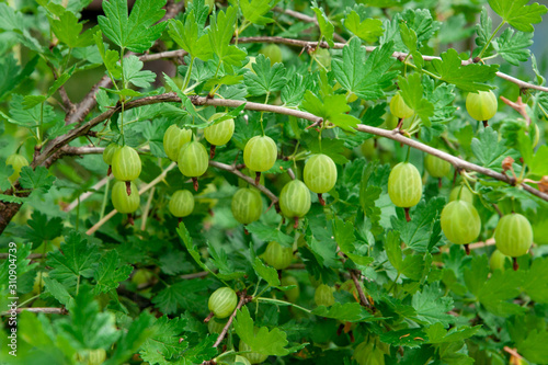 Variety ripe green gooseberries growing on a bush