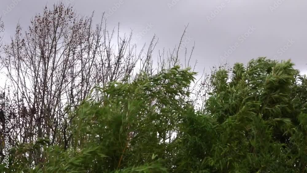 Trees without leaves and bushes in a strong wind under a stormy sky in autumn. Trees without leaves and bushes in a strong wind under a stormy sky in autumn.
