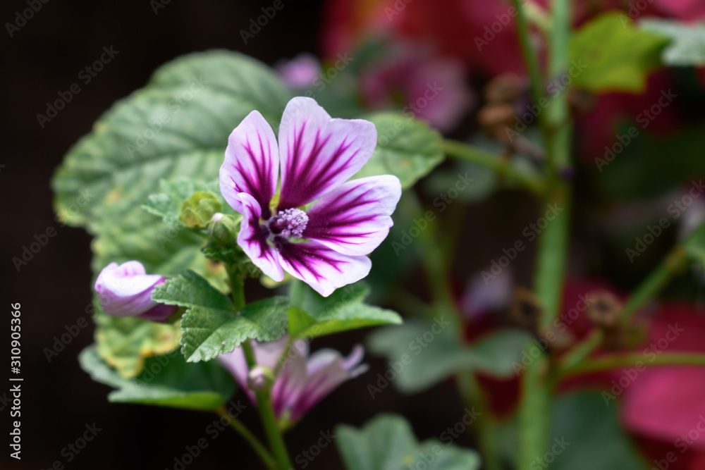 Flor Morada-Blanca Flor Morada-Blanca