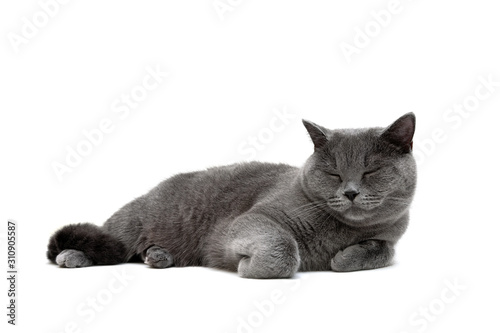 gray cat close-up on a white background