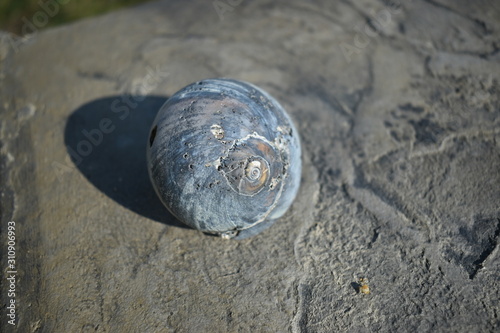 closeup of seashells on cement