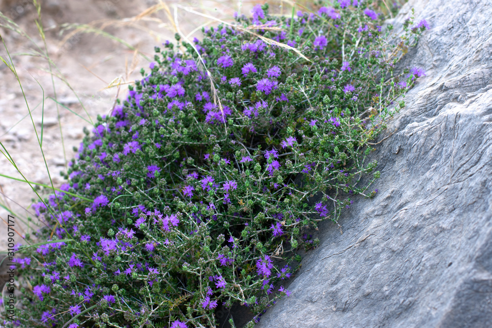 Mediterrenean thyme also known as thymbra capitata. Spicy flavoring for meal. Aromatic seasoning cooking ingredient.
