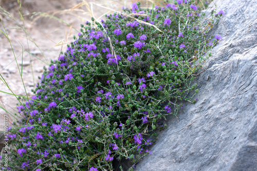 Fototapeta Naklejka Na Ścianę i Meble -  Mediterrenean thyme also known as thymbra capitata. Spicy flavoring for meal. Aromatic seasoning cooking ingredient.