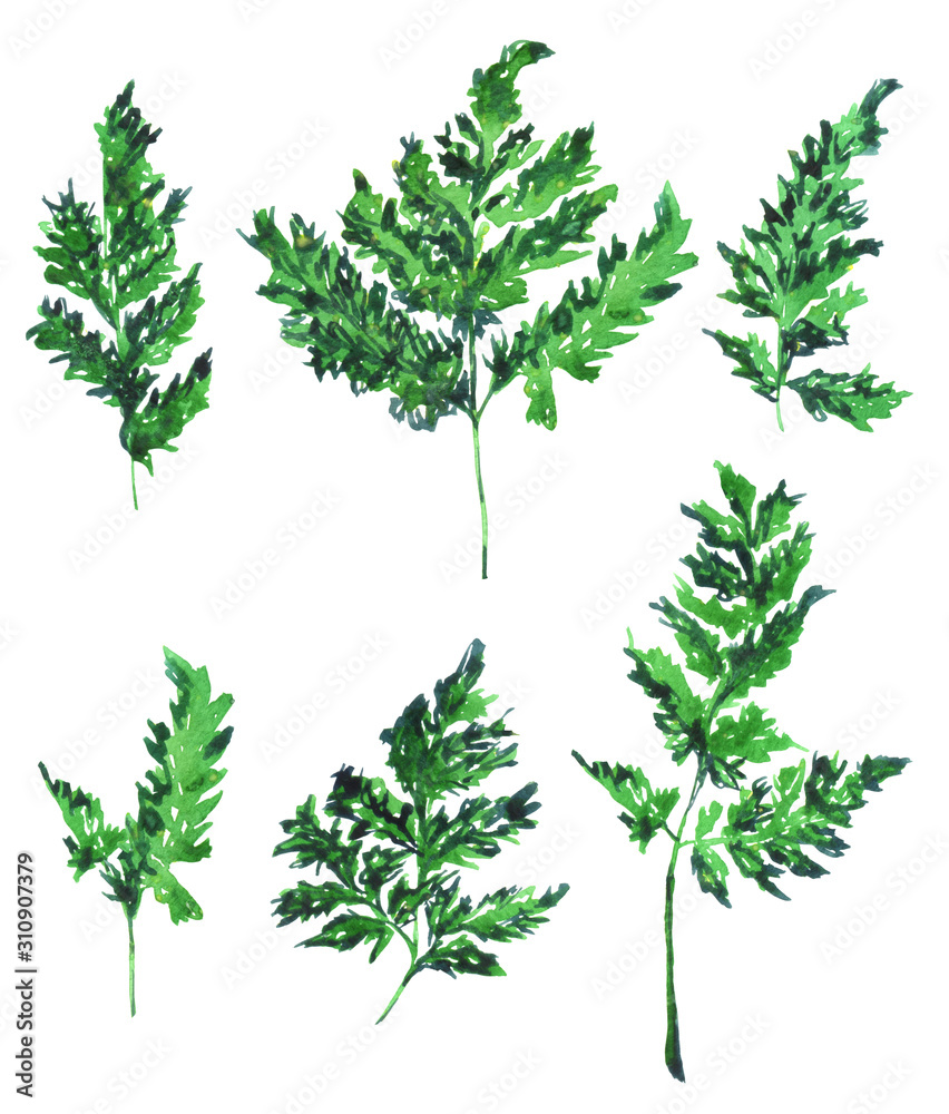 Watercolor leaves of parsley on white background. Hand drawn illustration of parsley set. Watercolor leaves of parsley on white background. Hand drawn illustration of parsley set.