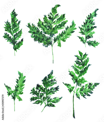 Watercolor leaves of parsley on white background. Hand drawn illustration of parsley set.