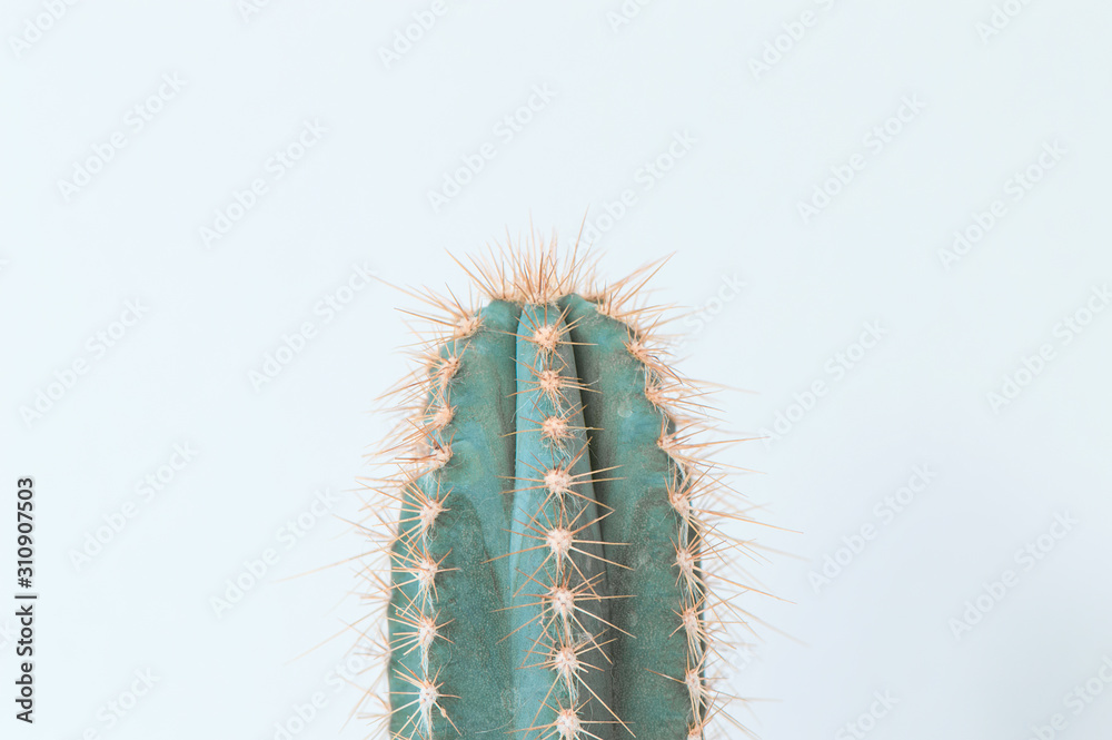 Obraz Minimalistic cactus close up on toned light background