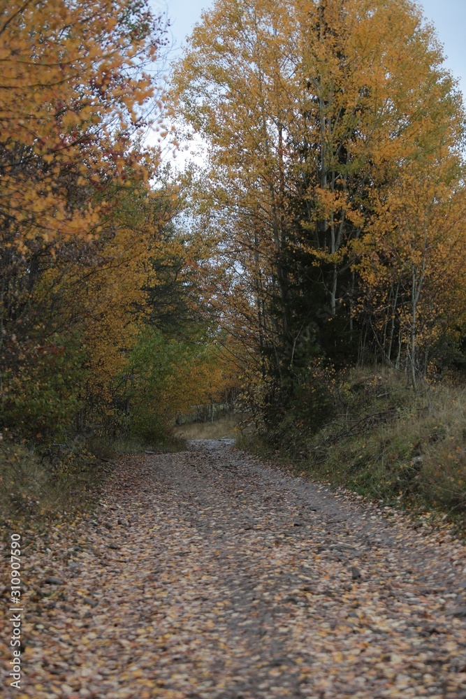 Fototapeta premium Autumn village trees landscape view. Autumn village scene.