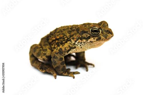 Earthen toad
