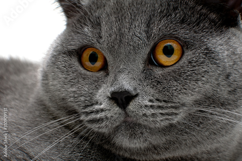 portrait of a gray cat on a white background