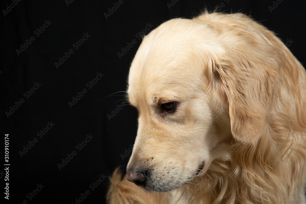 Portrait of a dog, Golden Retriever on a black background. Studio shooting. Portrait of a dog, Golden Retriever on a black background. Studio shooting.