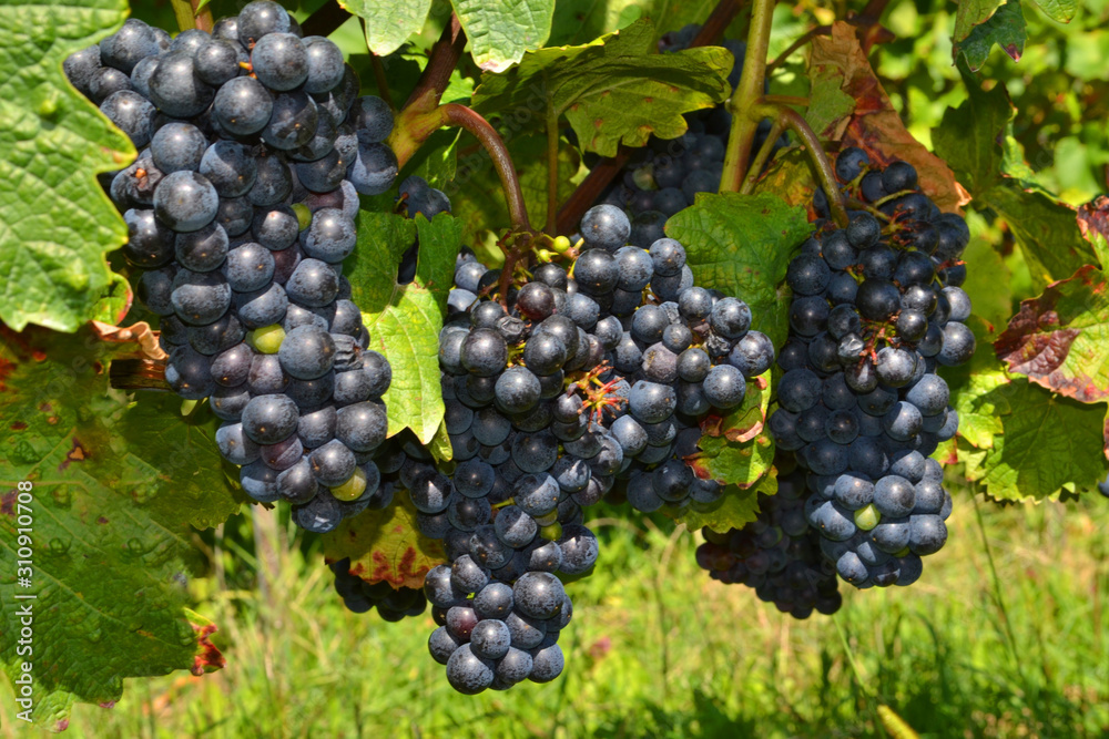 Marof Wine Cellar in Mačkovci Slovenia