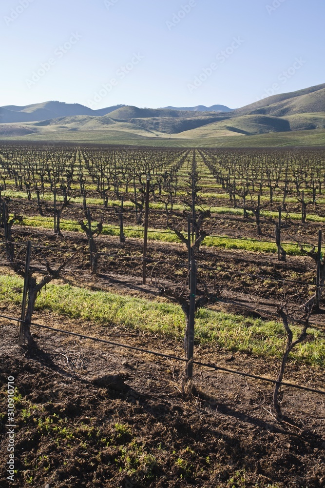 Vineyard in Santa Maria California