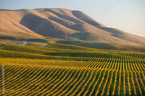 Obraz na płótnie Vineyard in Santa Maria California