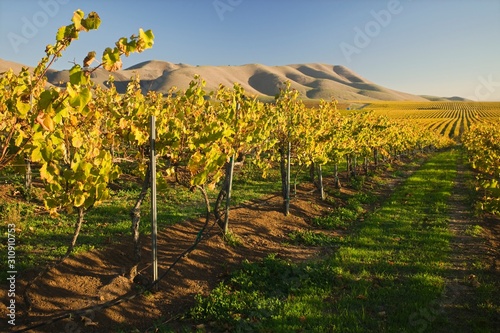 Valokuvatapetti Vineyard in Santa Maria California