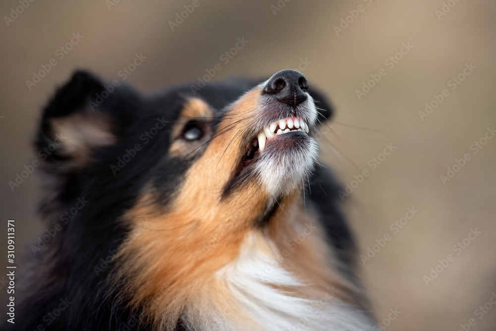 close up of angry doog teeth, dog snarling outdoors